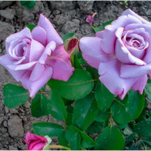 Блакитний Ніл (Blue Nile) чайно-гібридна троянда. Photo 3